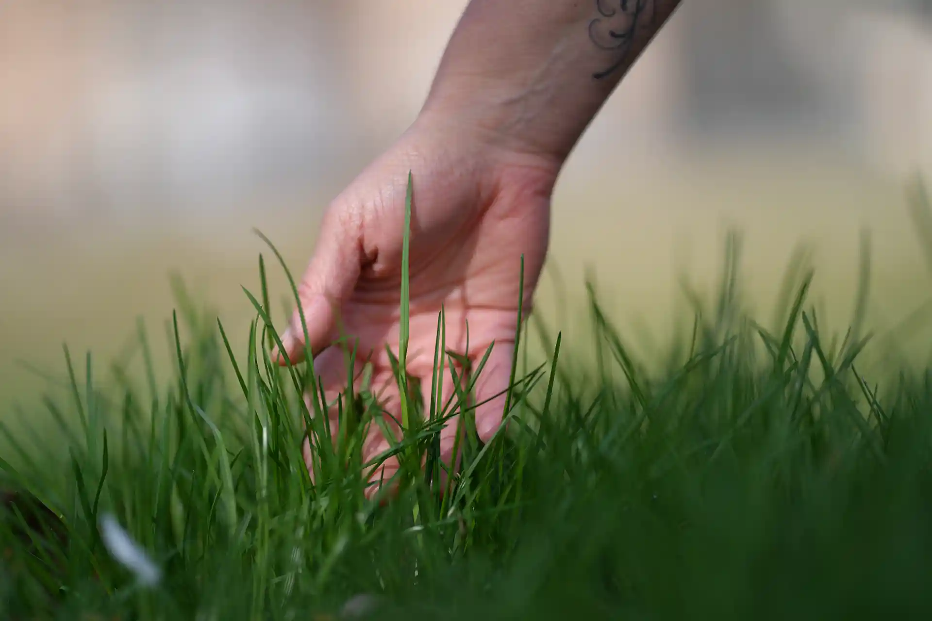 Hand im Gras – Natürlichkeit
